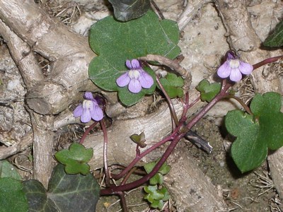 Zimbelkraut im Efeu, Januar 2007